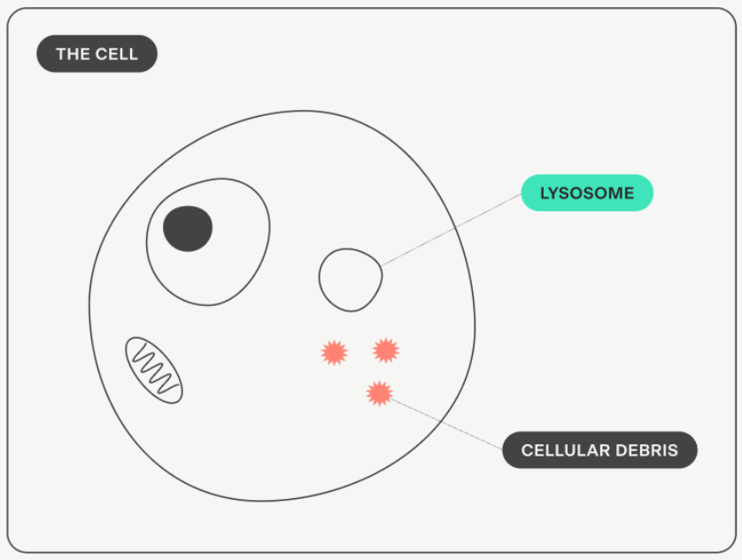 Illustration of a cell